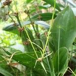 Cyperus haspan Habitus