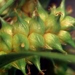 Carex demissa Bloem