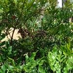 Leea guineensis Fruit