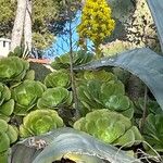 Aeonium undulatum Kvet