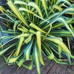 Yucca flaccida Leaf