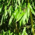 Phyllostachys aurea Blatt