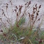 Juncus compressus Φρούτο