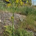 Thapsia villosa Habitatea