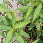 Persicaria odorata Blad