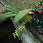 Bulbophyllum pumilum Hábito