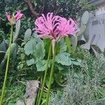 Nerine undulata Flower