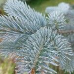 Abies lasiocarpa Yaprak