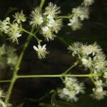 Pleuranthodendron lindenii 其他