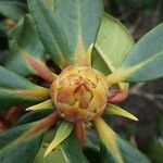 Rhododendron taliense Flower