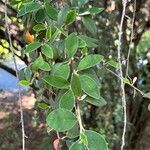 Cotoneaster pannosus Leaf