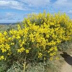 Spartium junceum Habitat