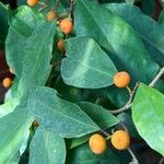 Ficus tinctoria Frukt