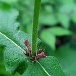 Triosteum perfoliatum Leaf