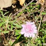 Scabiosa triandra Leaf