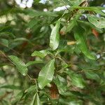 Quercus laurifolia Blad