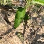 Austroeupatorium inulifolium List