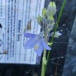 Polemonium occidentale 花