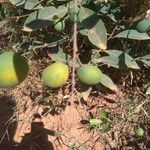 Garcinia brasiliensis Fruit