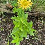 Zinnia peruviana Blad