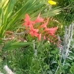 Crocosmia aureaKwiat