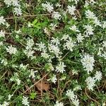 Iberis semperflorens Yeri