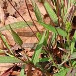 Setaria pumila ഇല