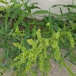 Rumex salicifolius Folio