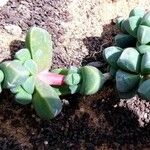 Delosperma lehmannii Лист