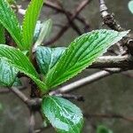 Viburnum × bodnantense Blad