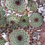 Sempervivum calcareum Облик