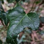 Hedera hibernica Blad