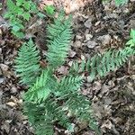 Dryopteris marginalis Leaf