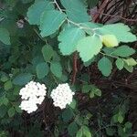 Spiraea × vanhoutteiКветка