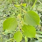 Alangium chinense Leaf