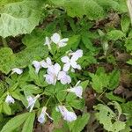 Cardamine heptaphylla Цвят