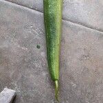 Luffa cylindrica Fruit