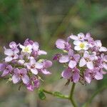 Iberis linifolia Flower