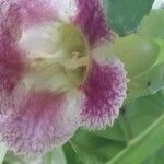 Drymonia serrulata Flower