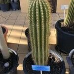 Trichocereus macrogonus Leaf