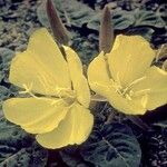 Oenothera xylocarpa