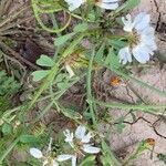 Trigonella arabica 叶