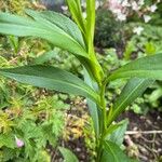 Symphyotrichum laeve Лист