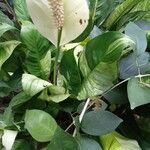 Spathiphyllum wallisiiΛουλούδι