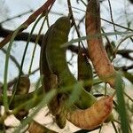 Prosopis chilensis फल