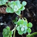 Sedum spathulifolium Yaprak