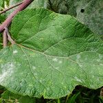 Arctium tomentosum पत्ता