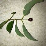 Santalum album Fruit