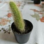 Cephalocereus senilis Blad