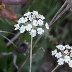 Carum verticillatum Flower